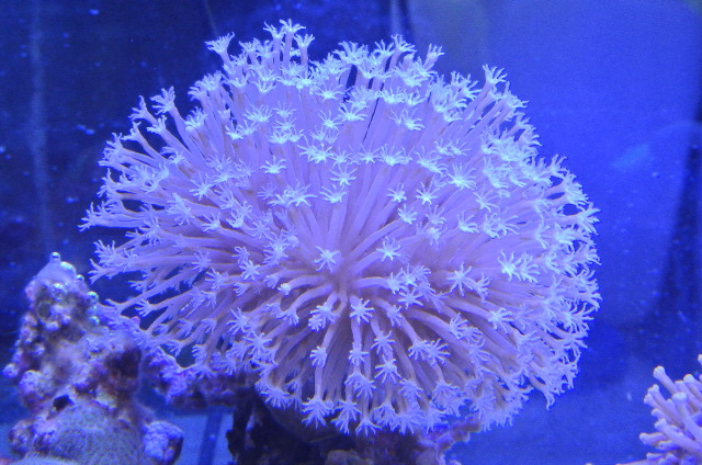 最高品質の サンゴ オーストラリア産 マメスナギンチャク レッドマルチ プラグ付き １個 Riosmauricio Com