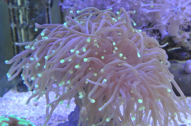 最高品質の サンゴ オーストラリア産 マメスナギンチャク レッドマルチ プラグ付き １個 Riosmauricio Com